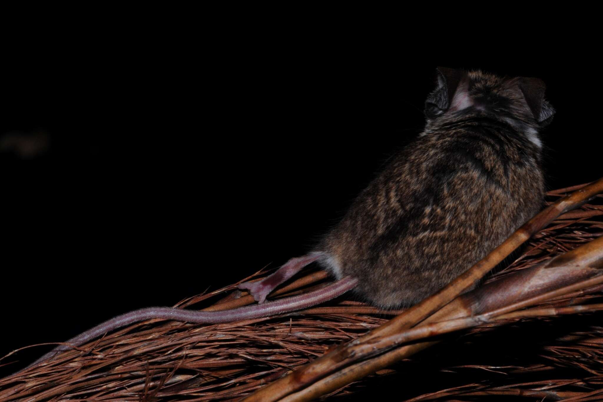 Image of Brants's African Climbing Mouse -- Brant's Climbing Mouse