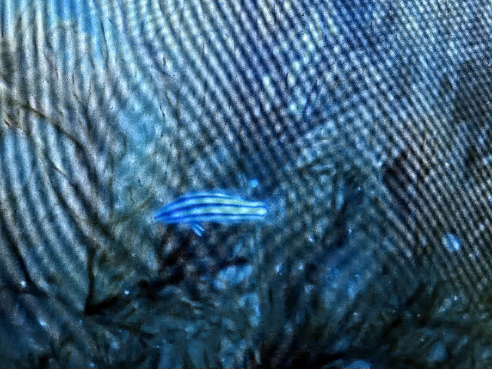 Image of Half-grey wrasse