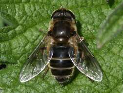 Image of Syrphid fly