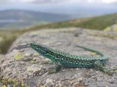 Image of Iberolacerta cyreni castilliana (Arribas 1996)