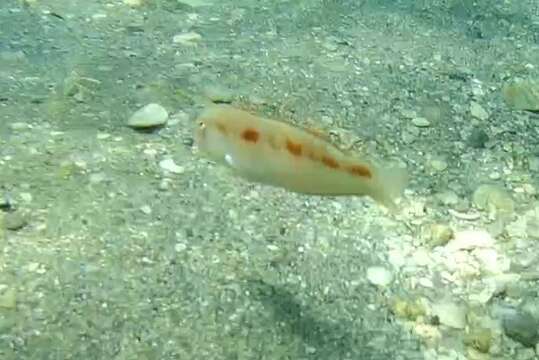 Image of Cleaver Wrasse