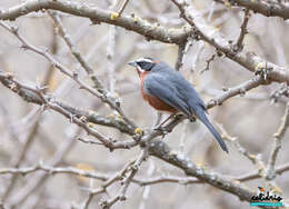 Image of Black-and-chestnut Warbling Finch