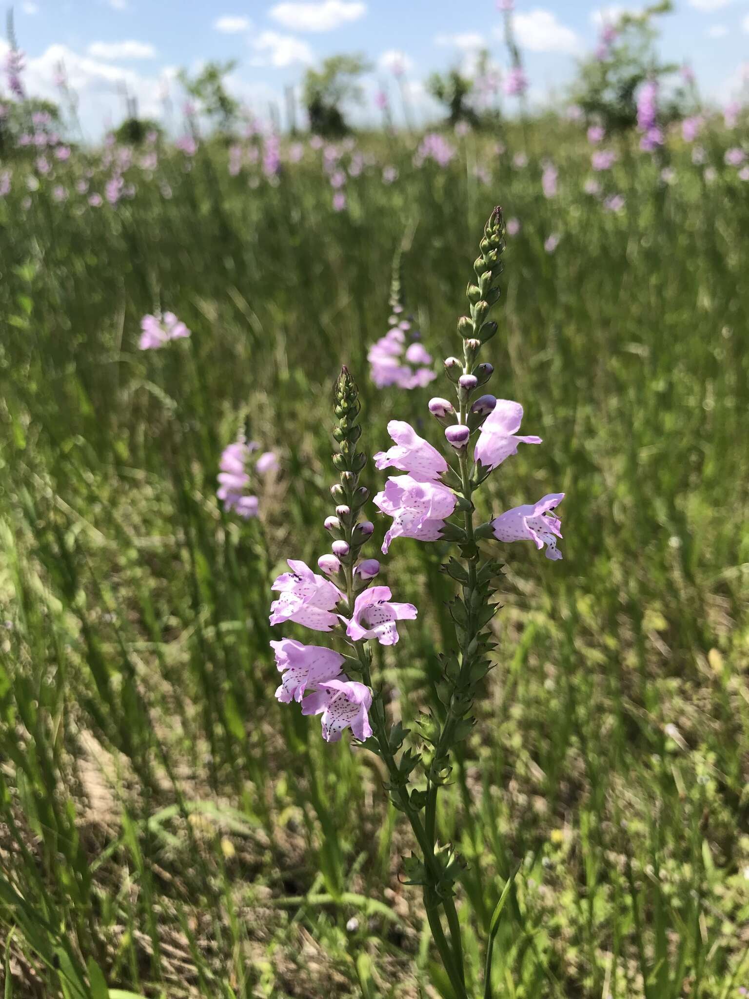 Image of Slender False Dragonhead