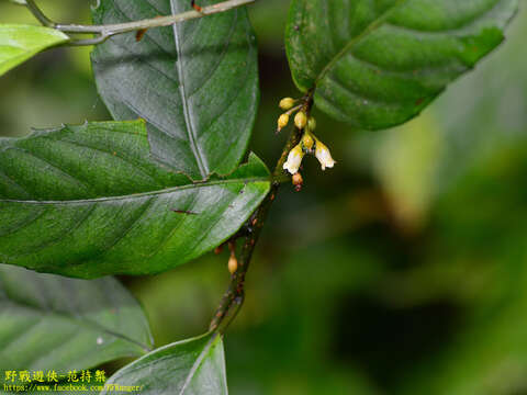 Image de Maesa japonica (Thunb.) Moritzi & Zoll.