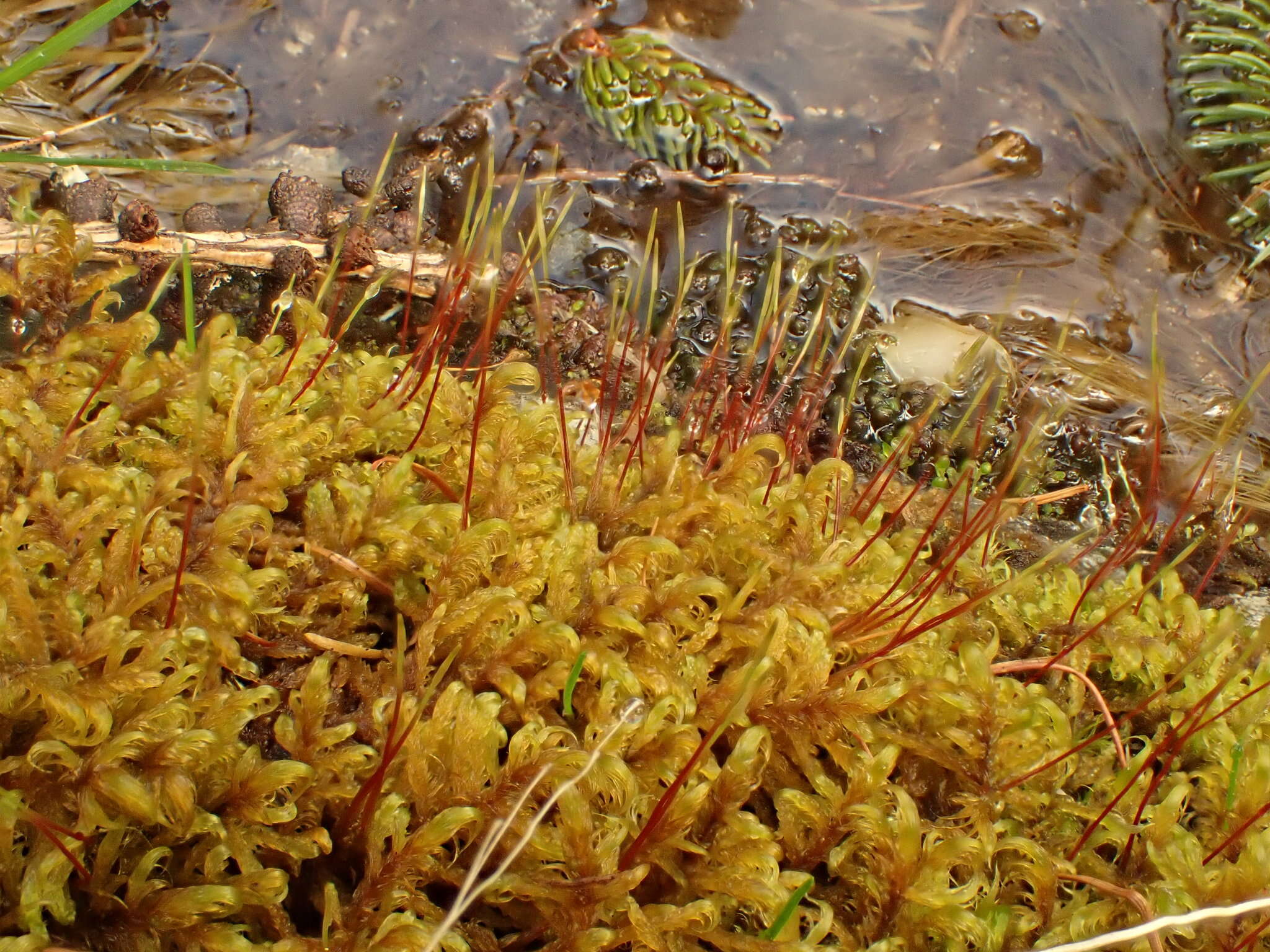 Image of sanionia moss