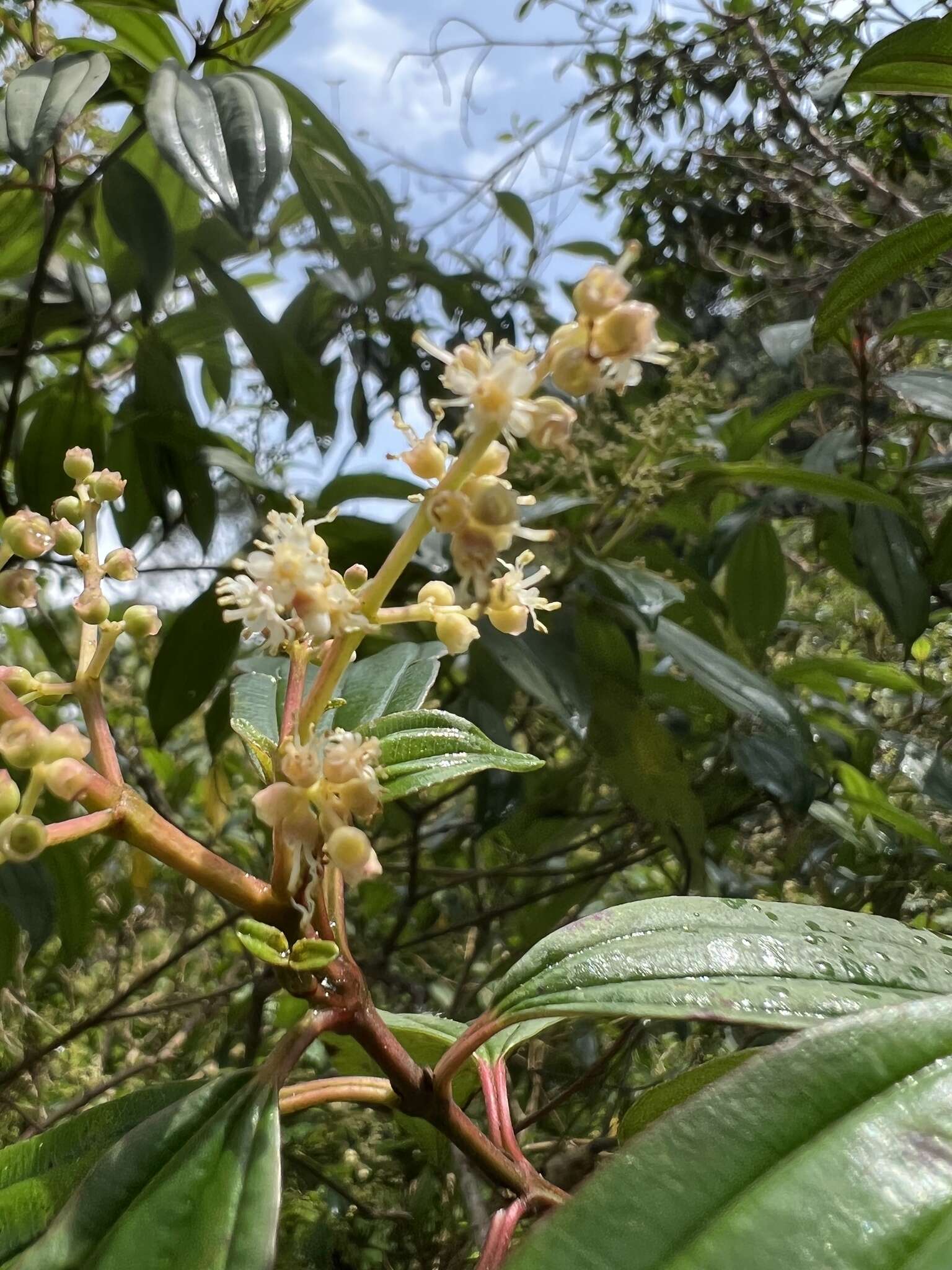 Слика од Miconia theizans (Bonpl.) Cogn.