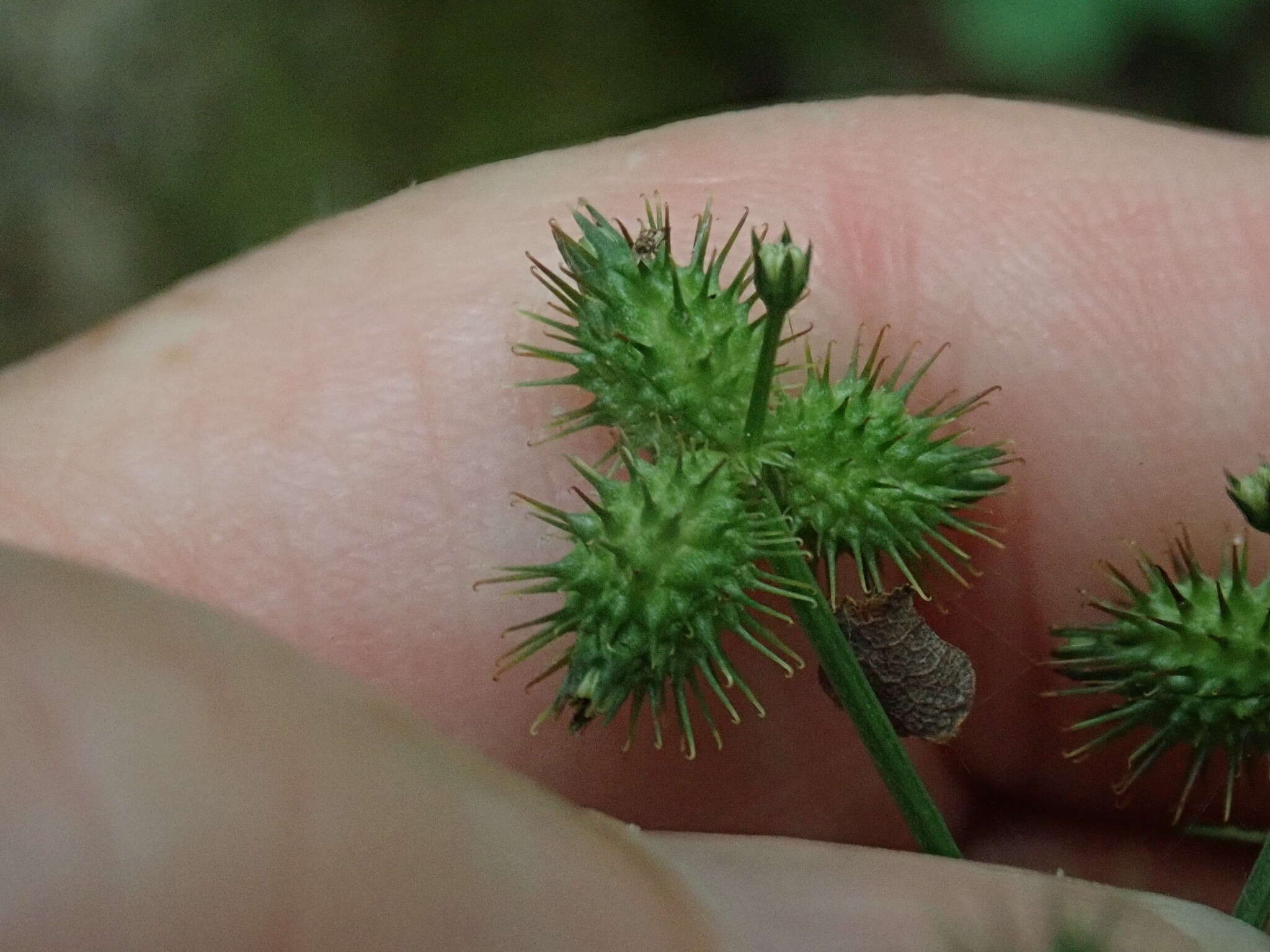 Image of largefruit blacksnakeroot