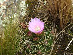 Image of Gymnocalycium monvillei subsp. monvillei