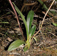 Image of Cyrtochilum pardinum Lindl.