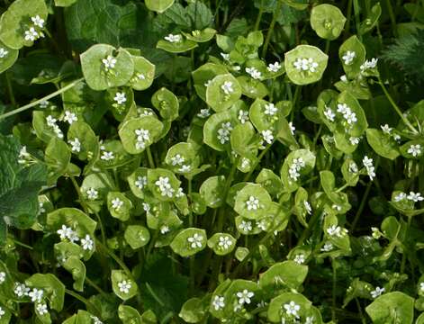 Image of Indian lettuce