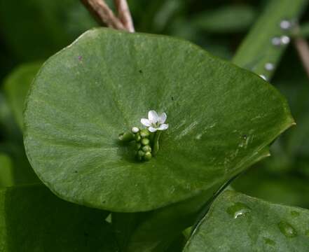 Image of Indian lettuce