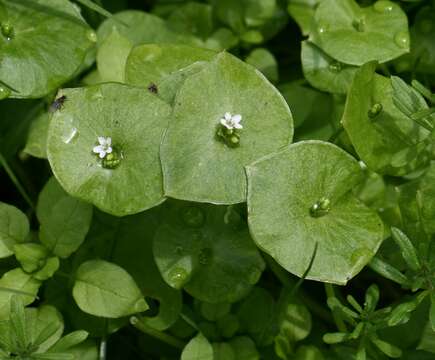 Image of Indian lettuce