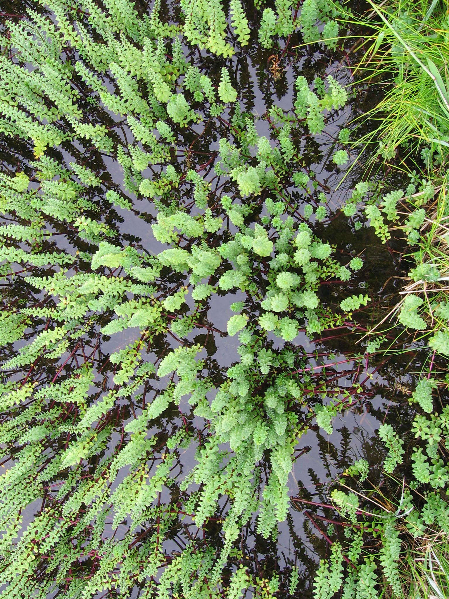 Image of Four-Leaf Mare's-Tail