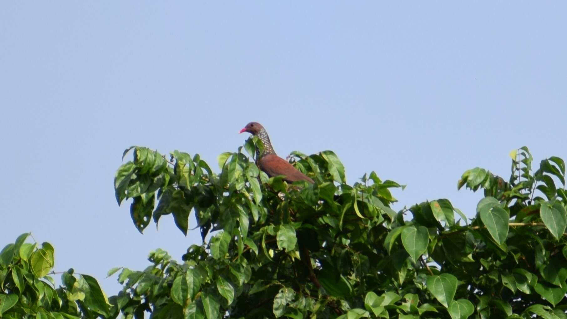 صورة Patagioenas speciosa (Gmelin & JF 1789)