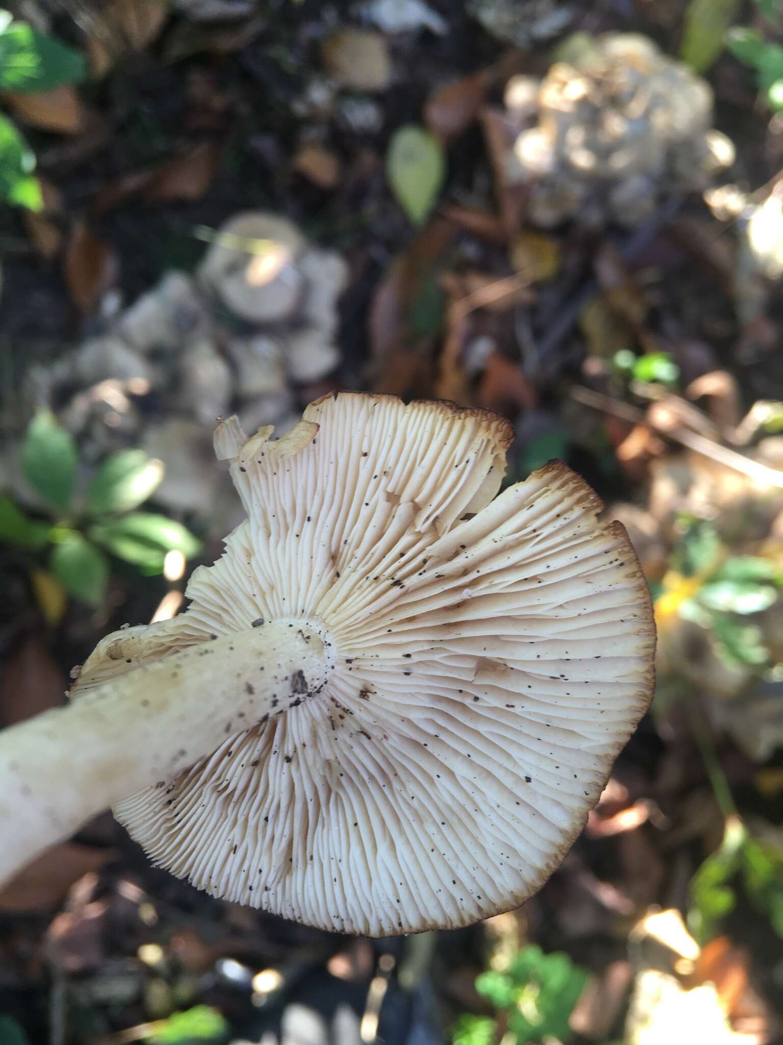 Image of Clitocybe inflatipes M. M. Moser 1995