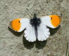 Image of orange tip