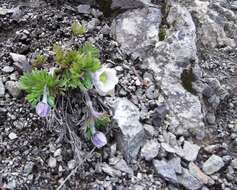 Anemone drummondii S. Wats. resmi