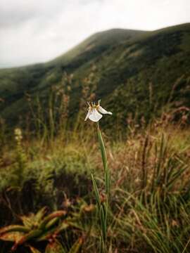 Moraea brevistyla (Goldblatt) Goldblatt resmi