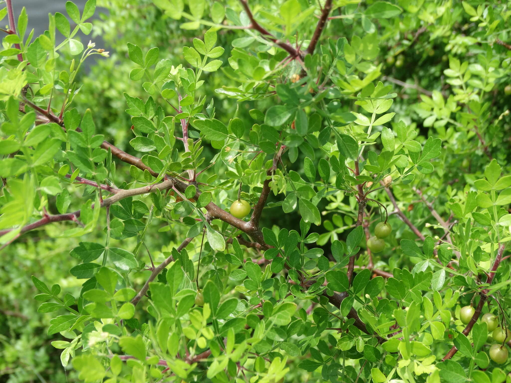 Image of Bursera laxiflora S. Wats.