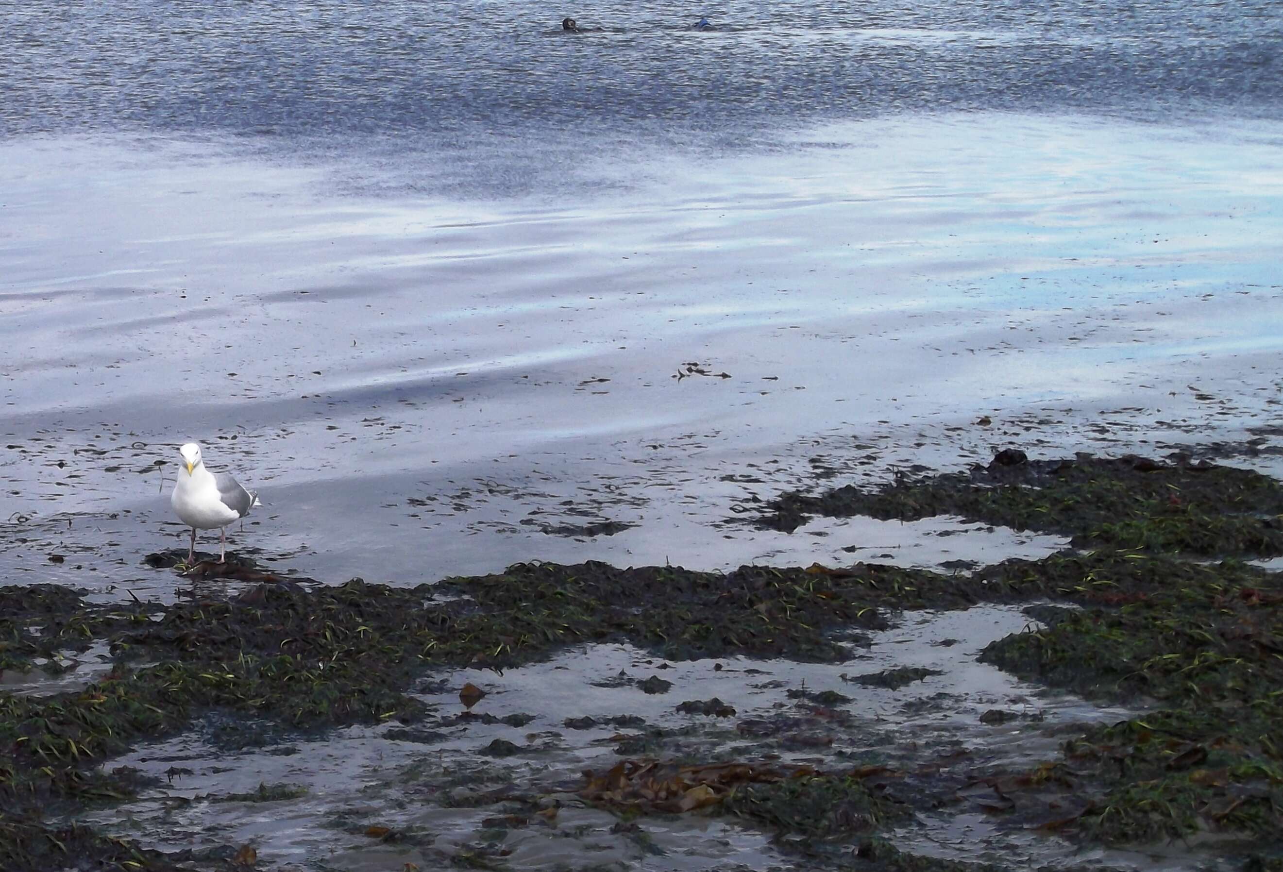 Image of Glaucous-winged Gull