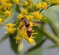 Euodynerus pratensis (de Saussure 1870)的圖片