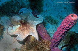 Image of Octopus americanus Froriep 1806