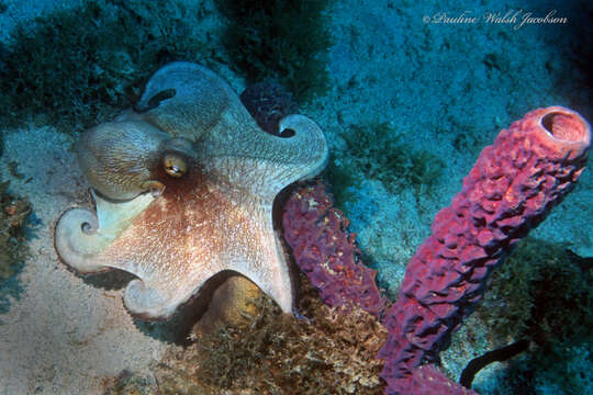 Image de Octopus americanus Froriep 1806