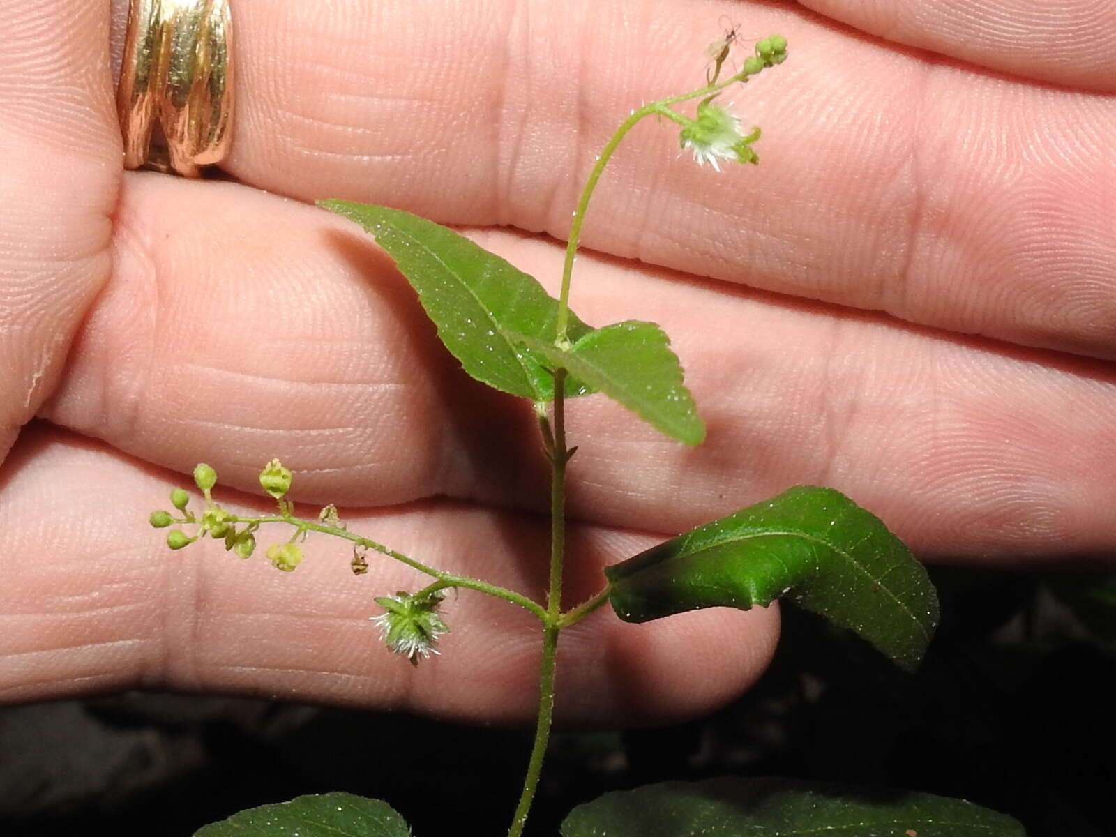 صورة Tragia urticifolia Michx.