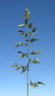 Imagem de Eragrostis cilianensis (All.) Janch.