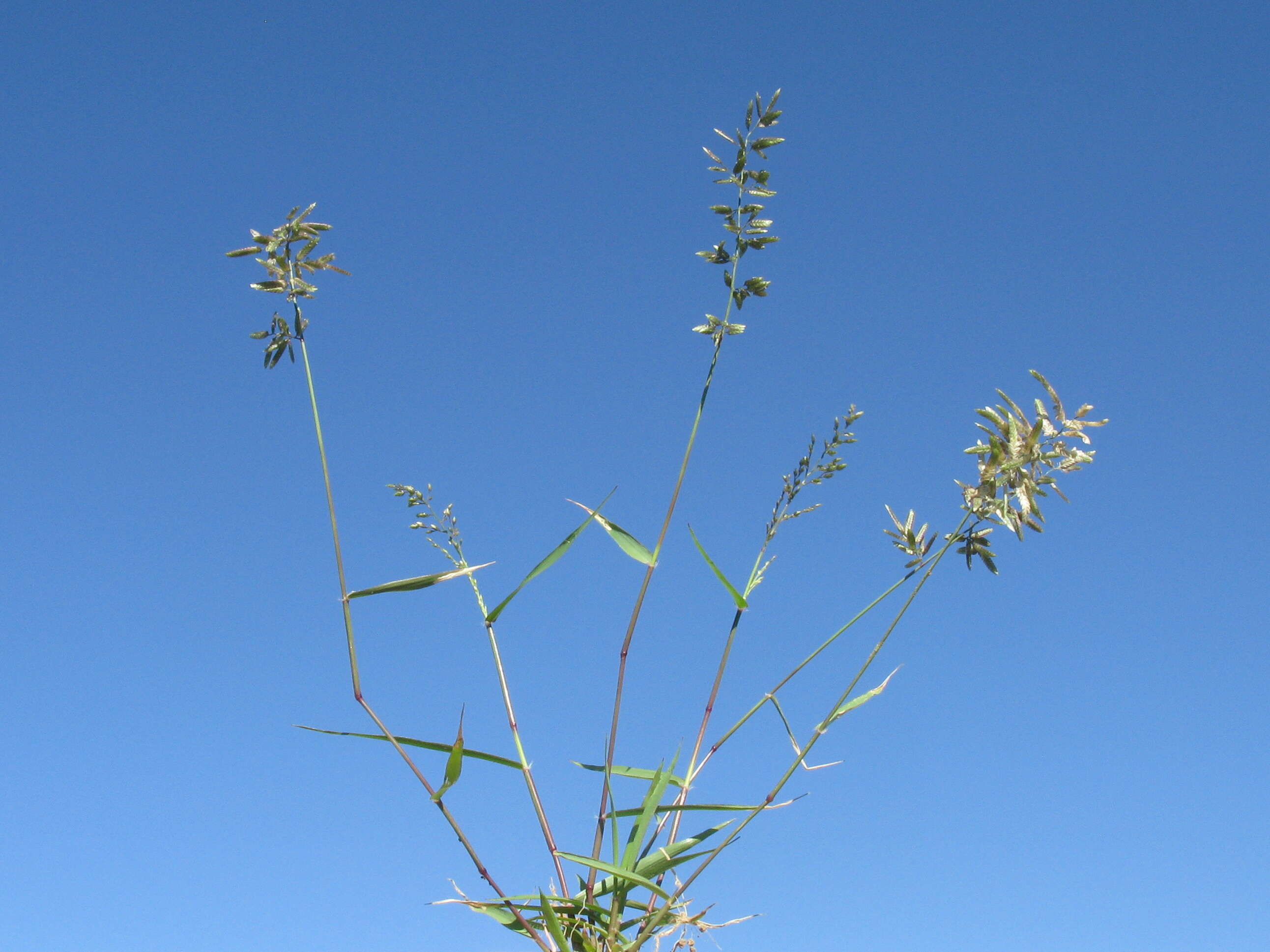 Imagem de Eragrostis cilianensis (All.) Janch.