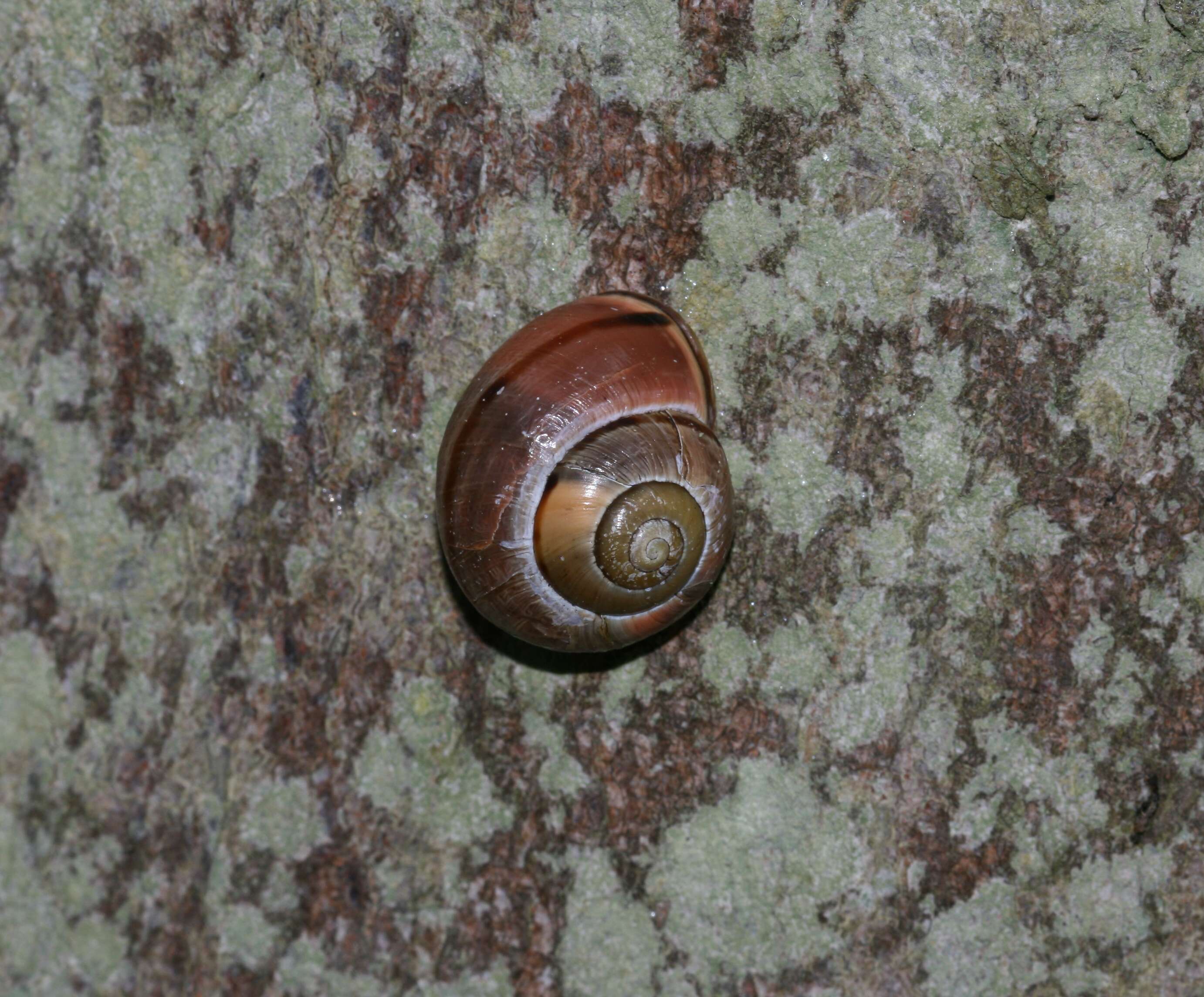 Image of Brown Lipped Snail