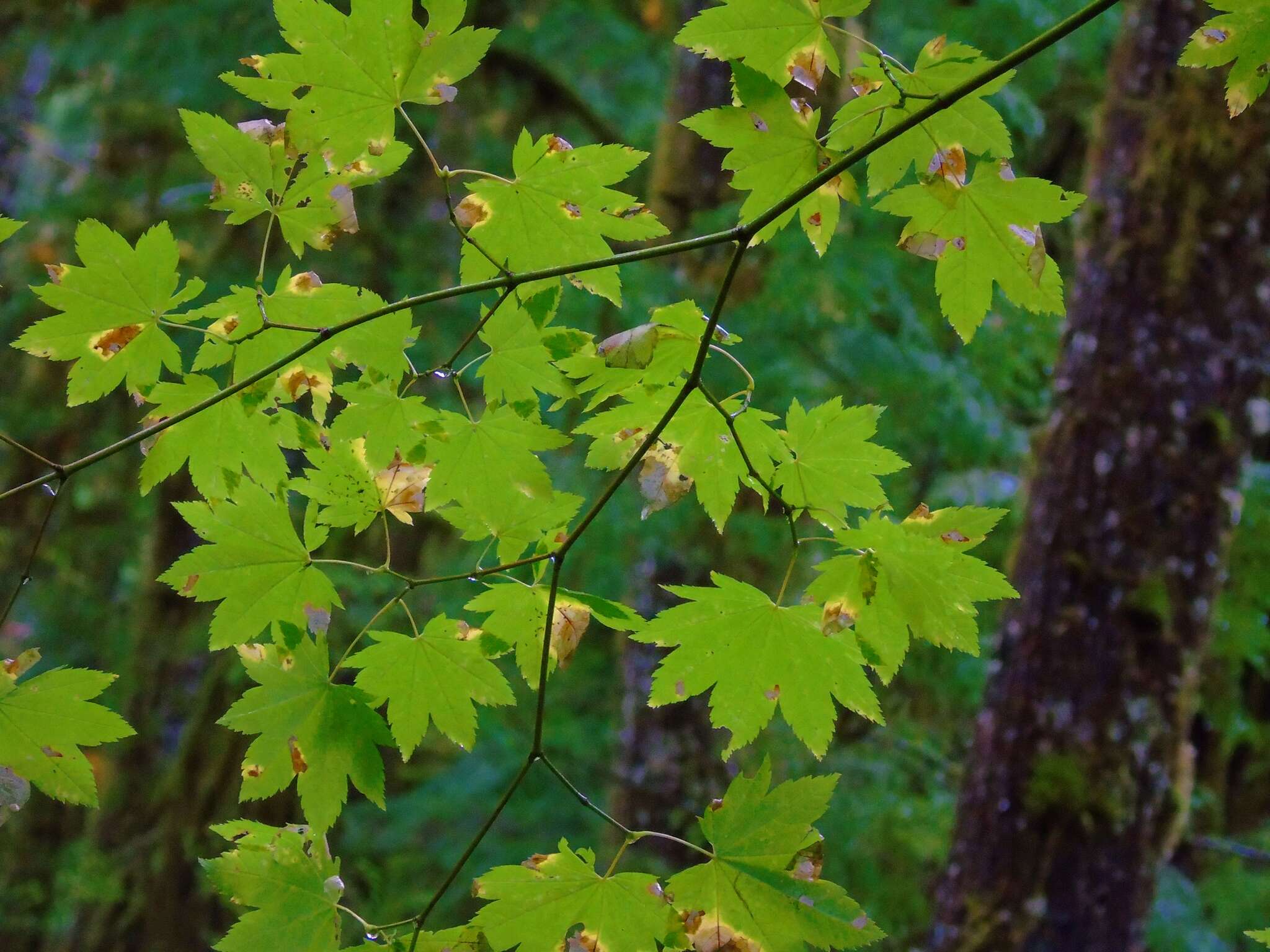 Слика од Acer circinatum Pursh