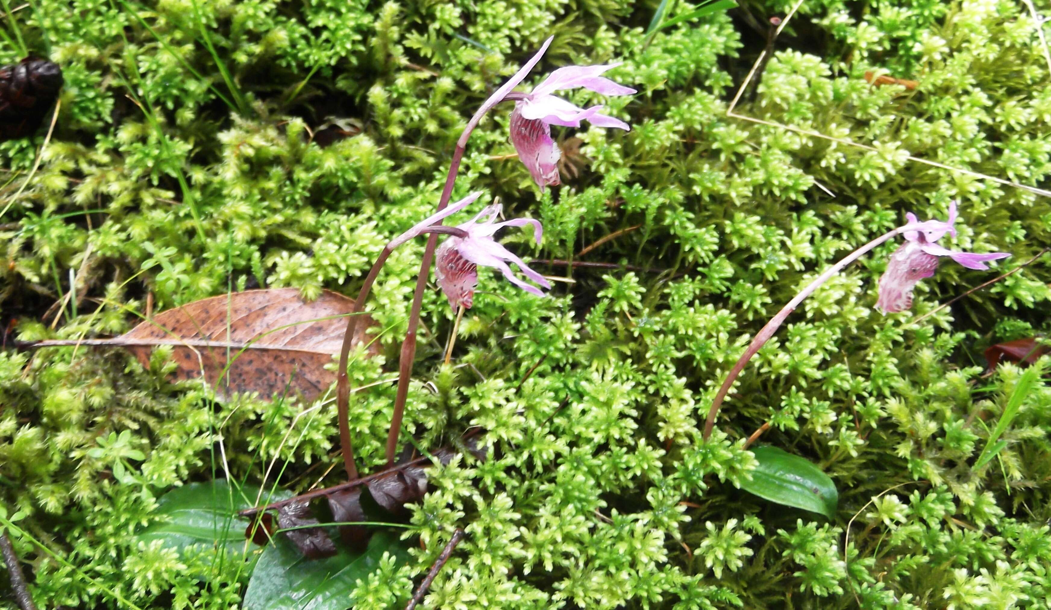 Image of calypso orchid