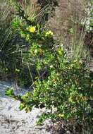 Image of Hibbertia cuneiformis (Labill.) Smith