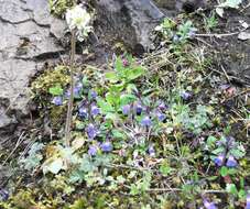 Imagem de Micranthes integrifolia (Hook.) Small