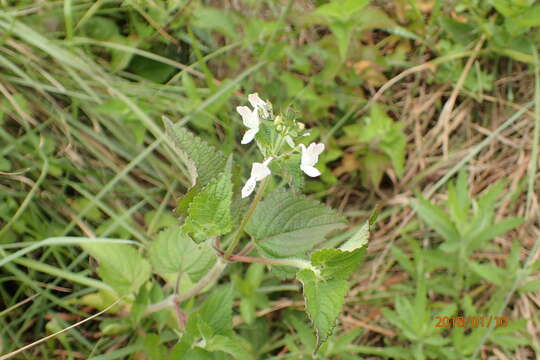 Image of <i>Equilabium laxiflorum</i> Mwany., A. J. Paton & Bot. J. Linn. Soc.