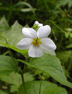 Imagem de Viola canadensis L.