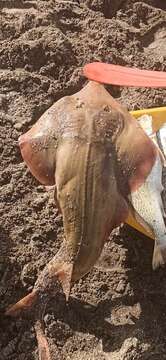 Image of Brazilian guitarfish