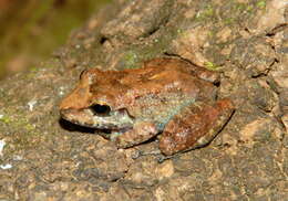 Image of Pristimantis fenestratus (Steindachner 1864)