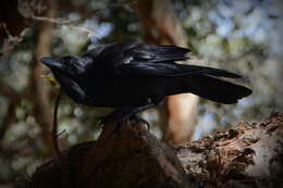 Imagem de Corvus coronoides Vigors & Horsfield 1827