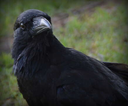 Слика од Corvus coronoides Vigors & Horsfield 1827