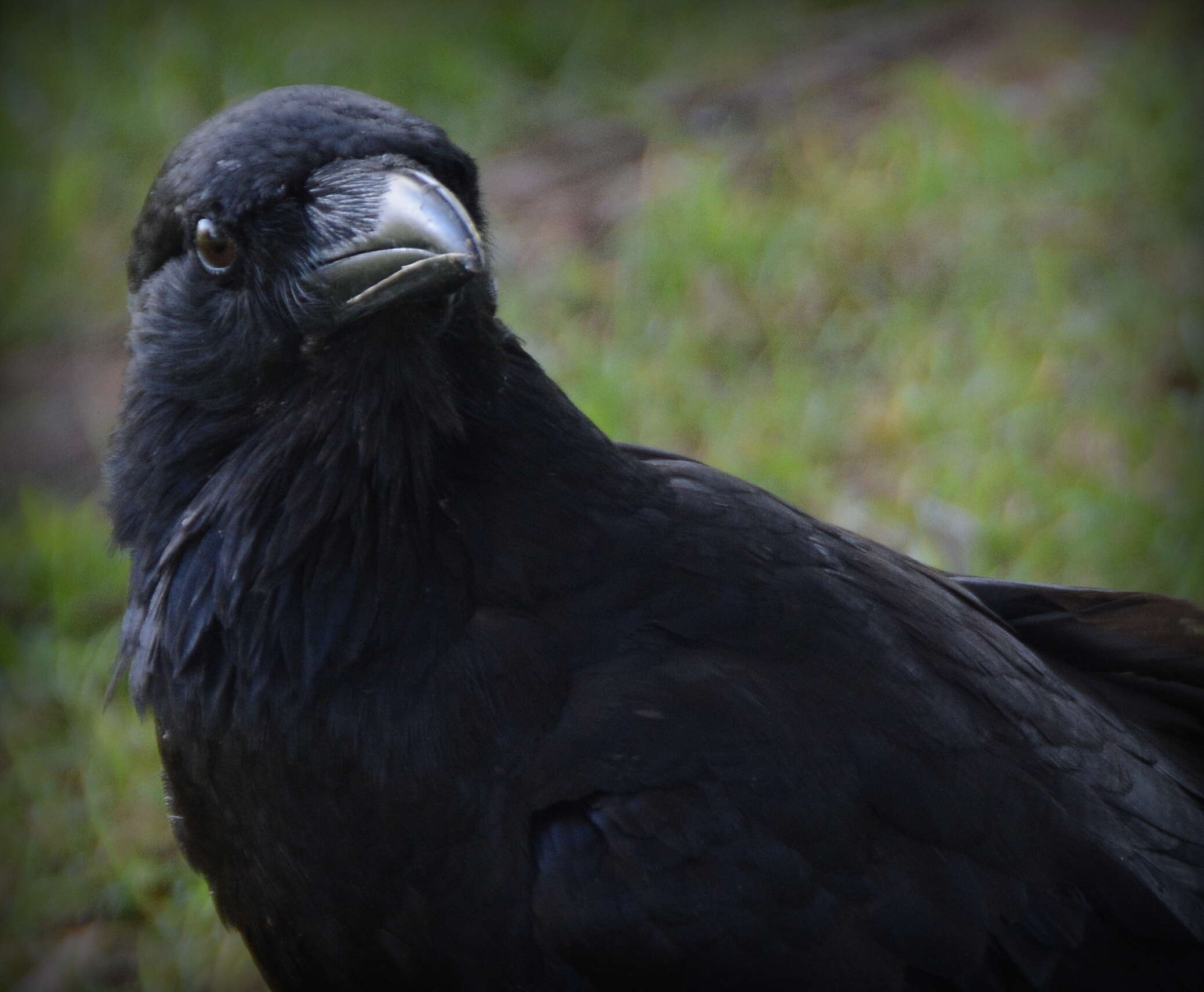 Imagem de Corvus coronoides Vigors & Horsfield 1827