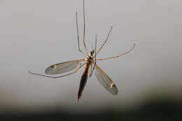 Image of Tipula (Lunatipula) bezzii Mannheims & Theowald 1959