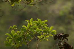 Image of Hawai'i holly