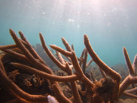 Image of Staghorn Coral