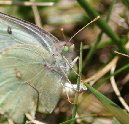 Image of Orange Sulphur