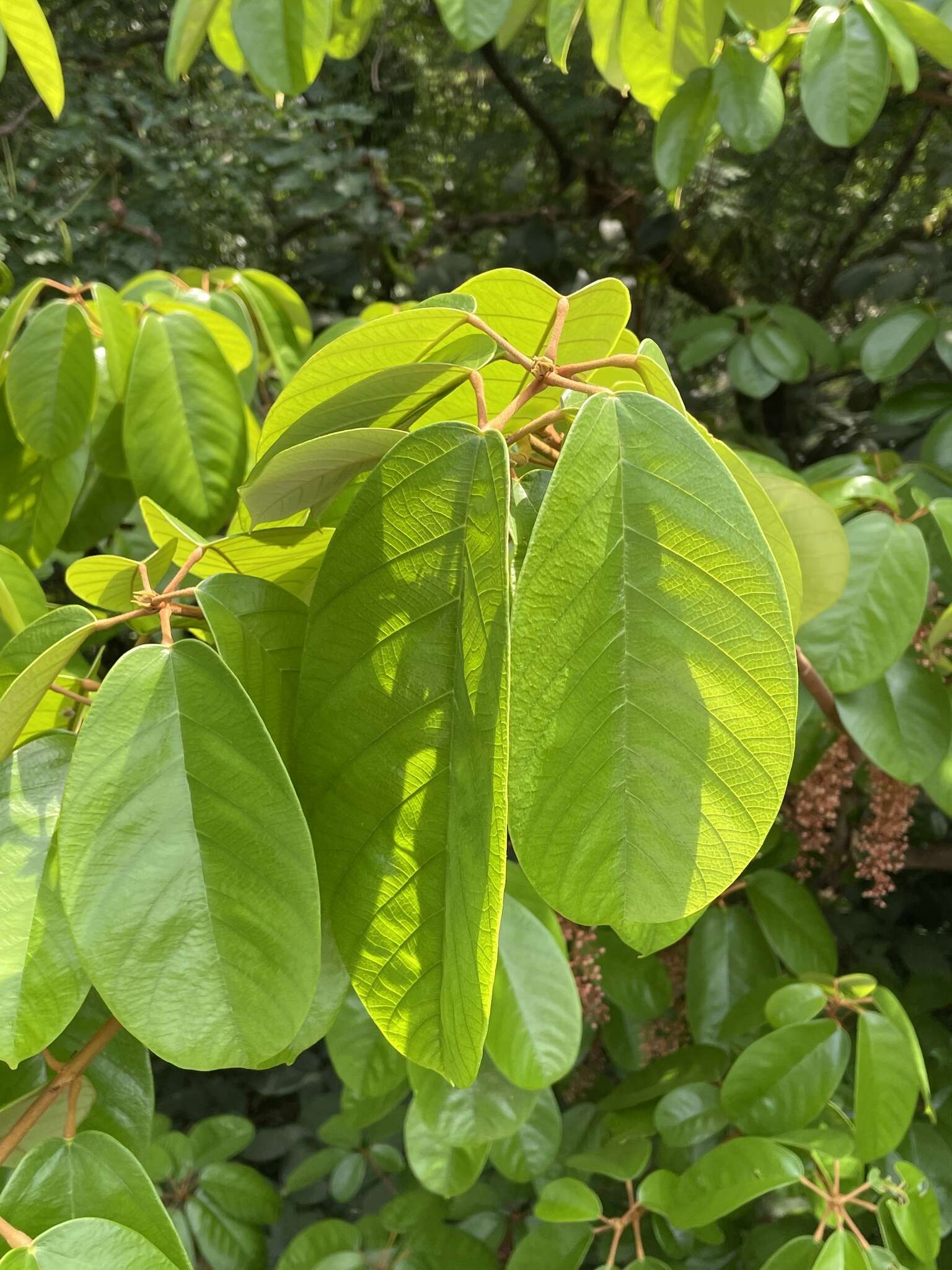 Imagem de Sterculia cordata Bl.