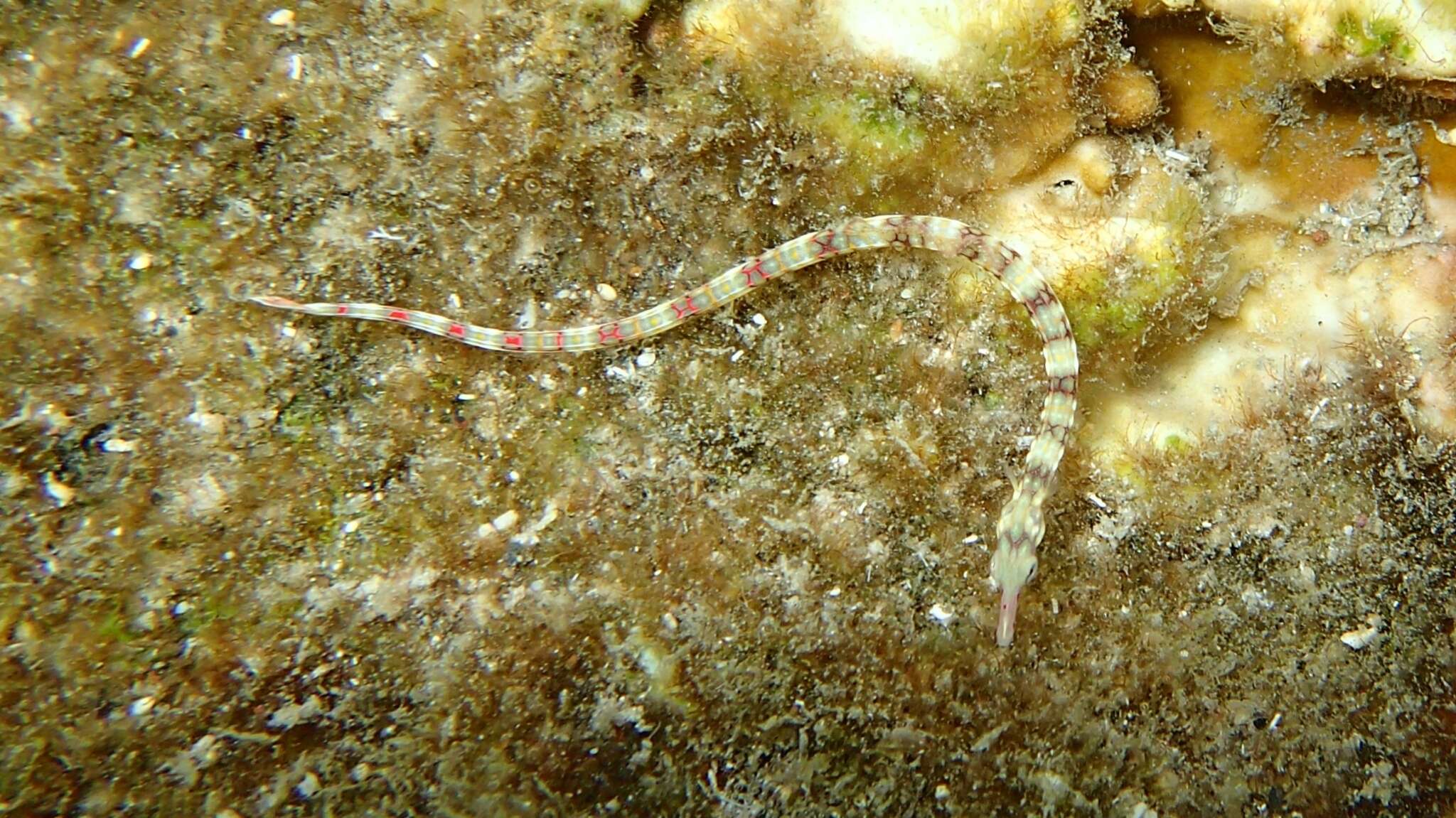 Image of Network pipefish