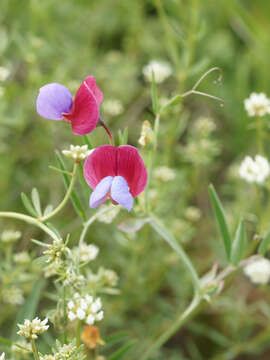 Imagem de Lathyrus clymenum L.