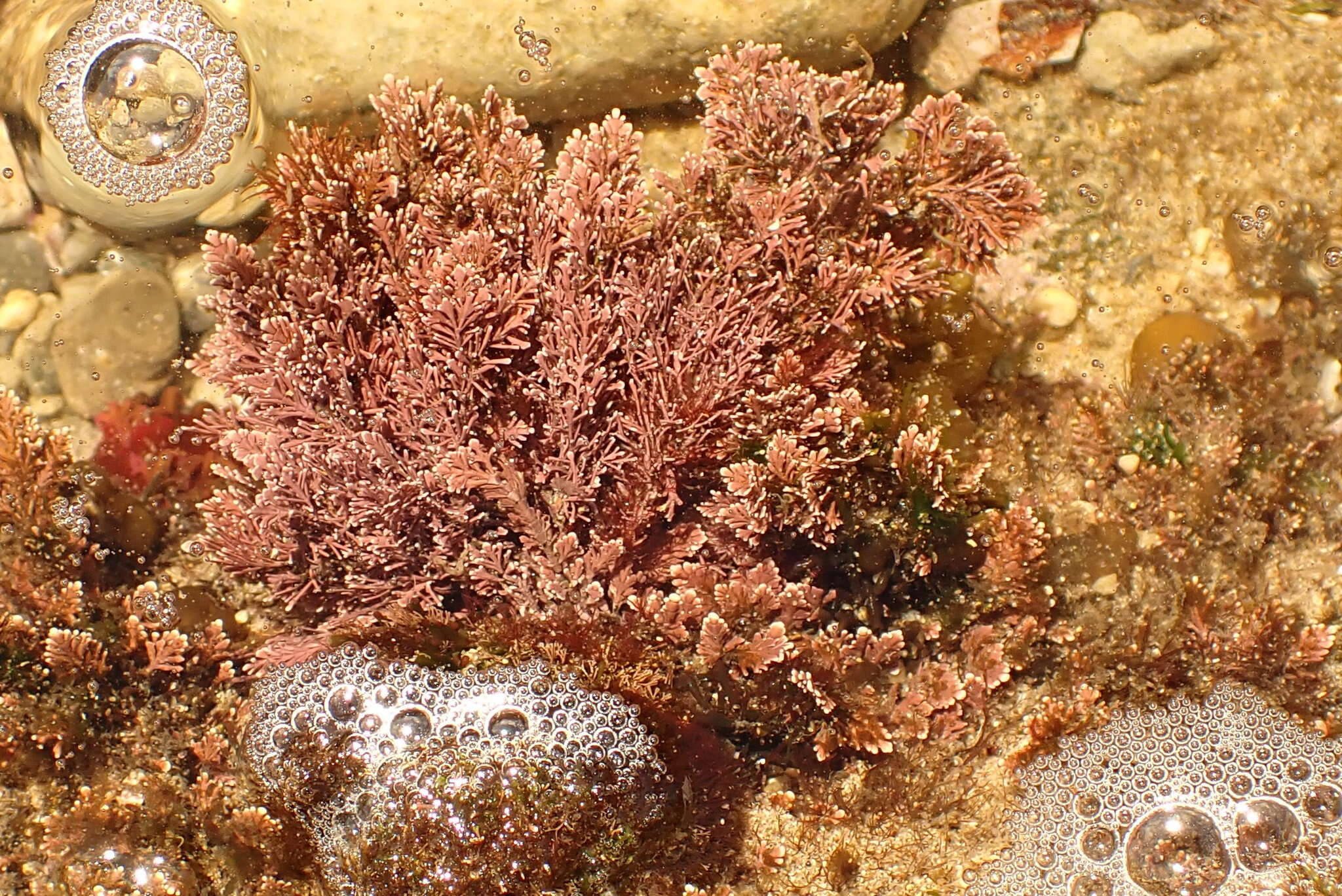 Image of Amphiroa anceps